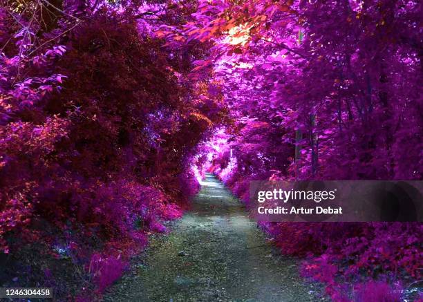 fantasy view of infrared landscape with purple colors in stunning tunnel path. - surreal stock-fotos und bilder