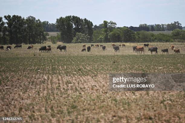 Cows walk in a field affected by the drought in Arrecife, Buenos Aires province, Argentina on January 17, 2023. - Argentina lost half of the soybean...