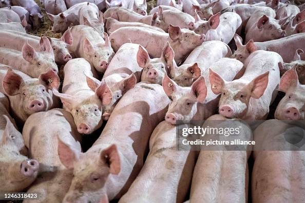 Pig farming