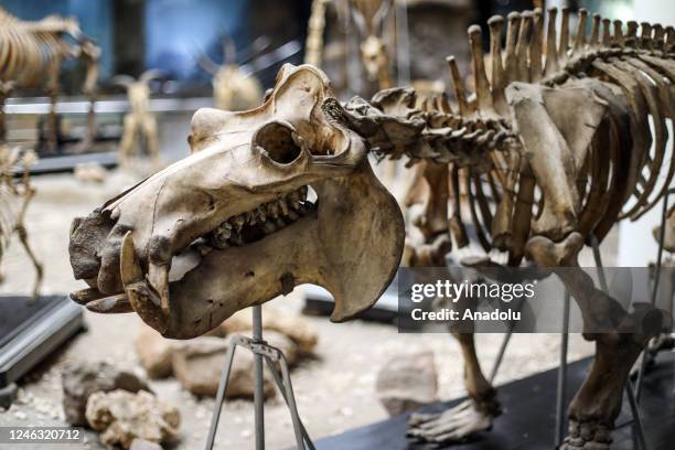 An interior view of the Zoological Museum where various animal skeletons are on display at the Giza Zoo in Giza, Egypt on January 15, 2023....