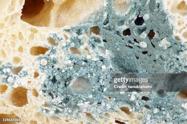 mold on bread - moldy bread stock pictures, royalty-free photos & images