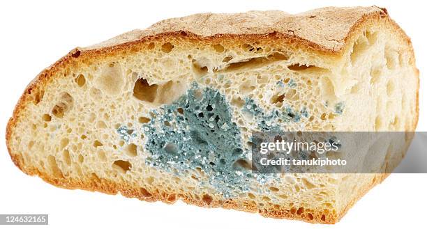 muffa del pane - marcio foto e immagini stock
