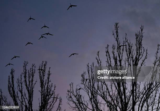 January 2023, Hessen, Wiesbaden: Green parakeets fly to their roosting trees at Kaiser-Friedrich-Platz at sunset. The wild collared parakeets and...