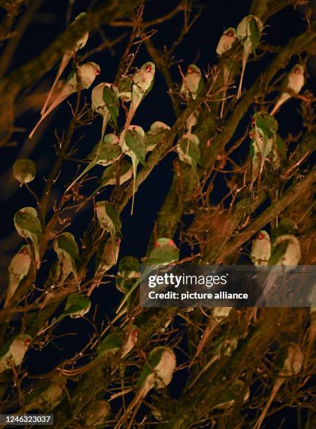 January 2023, Hessen, Wiesbaden: Green parakeets settled on their roosting tree after sunset at Kaiser-Friedrich-Platz. The wild collared parakeets...