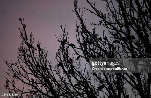 January 2023, Hessen, Wiesbaden: Green parakeets settled on their roosting tree at sunset at Kaiser-Friedrich-Platz. The wild collared parakeets and...