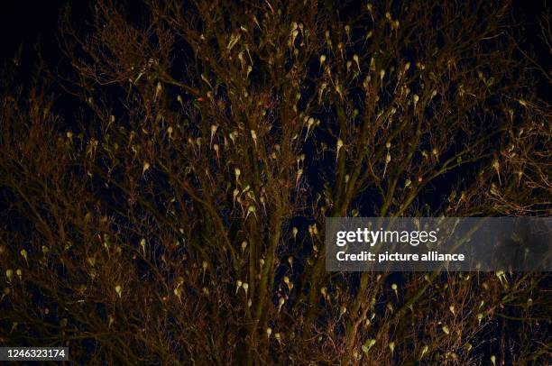 January 2023, Hessen, Wiesbaden: Green parakeets settled on their roosting tree after sunset at Kaiser-Friedrich-Platz. The wild collared parakeets...