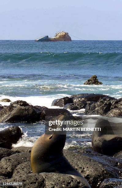 One of the seawolves who lives in San Cristobal Island, Galapagos Island, Galapagos is sanbatheing on the rocks in front of the oil tanker "Jessica"...