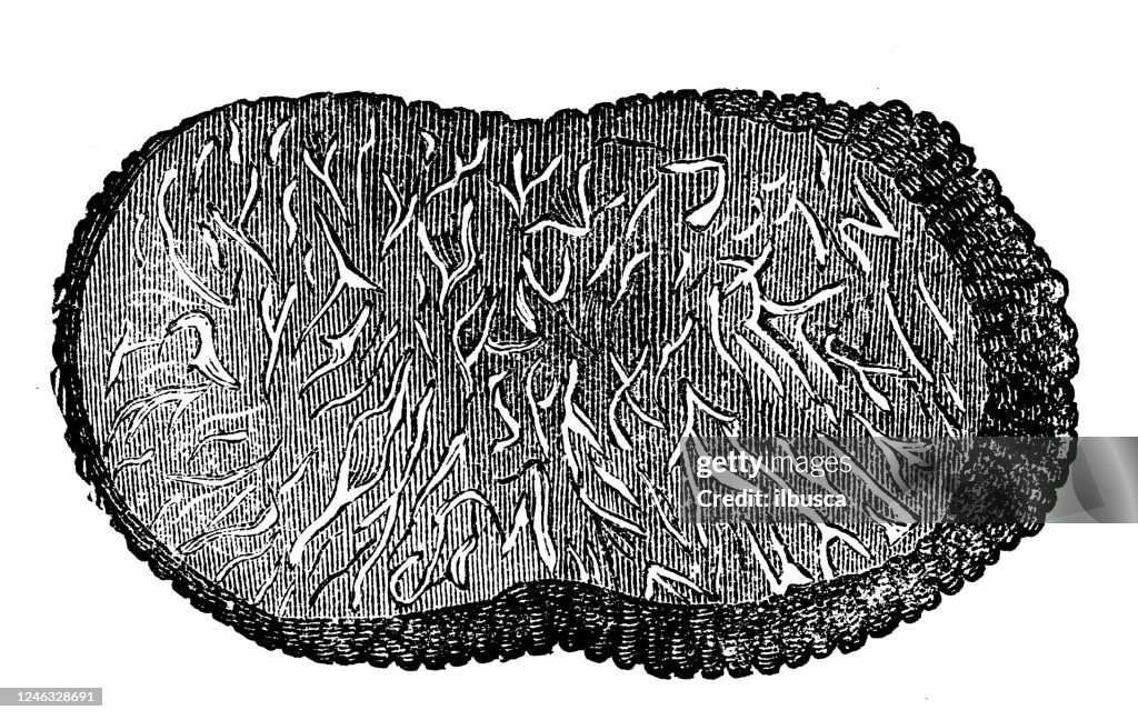 Antique botany illustration: Black truffle