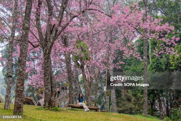 Tourist seen sitting under Wild Himalayan Cherry Blossom trees at Khun Chang Khian. Khun Chang Khian is where Wild Himalayan Cherry Blossom can be...