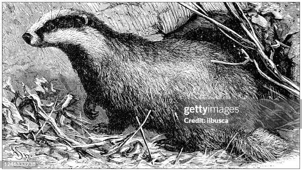 antique illustration: badger - badger stock illustrations