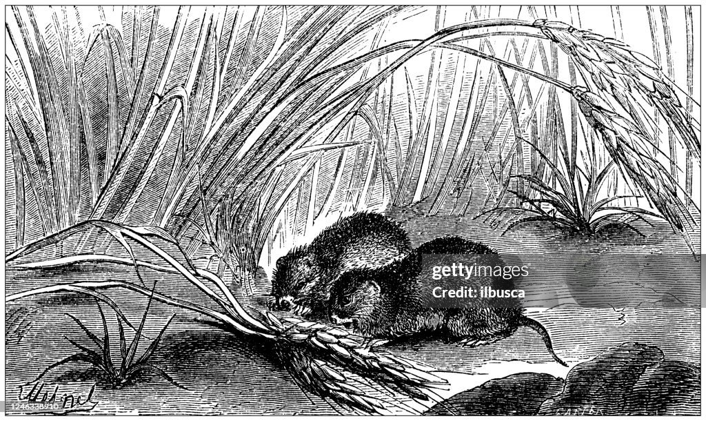 Antique illustration: common vole (Microtus arvalis)