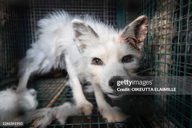 White fox with an ear infection is pictured in Naerpio, Finland, on July 30, 2022. Huge foxes trapped in small cages, infections, eye diseases, and...