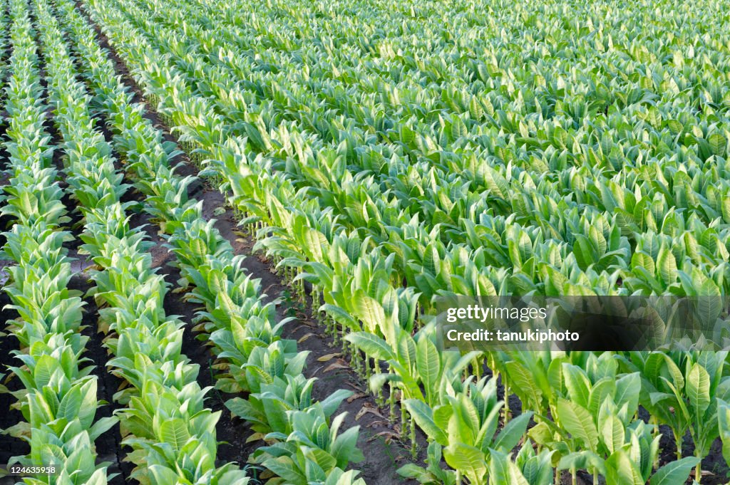 Field of tobacco