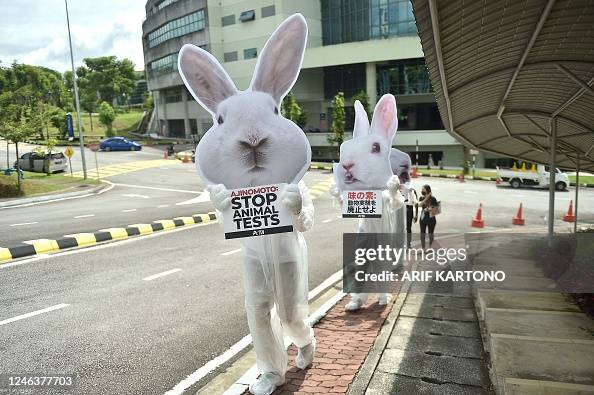 Red Rabbit Protest TOPSHOT - Animal rights activists dressed up as rabbit carry signs ...