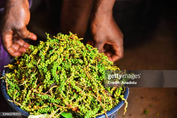 View of the collected Penja white peppers, a geographically indicated product of Africa, grown in the volcanic soil of the Penja valley at an...