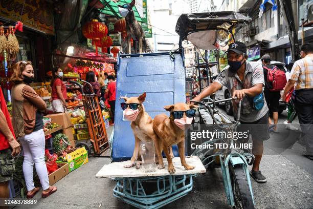 Driver pushes his tricycle with his pet dogs wearing sunglasses and face mask in Chinatown district of Manila on January 20 ahead of the Lunar New...