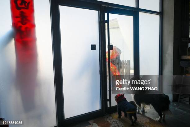 Dogs watch a man outside the door of a dog hotel during the upcoming lunar new year in Beijing on January 20, 2023. - At Zhou Tianxiao's hotel in...