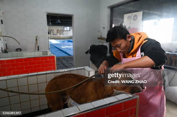 Staff bathes a dog at a dog hotel during the upcoming lunar new year in Beijing on January 20, 2023. - At Zhou Tianxiao's hotel in Beijing's northern...