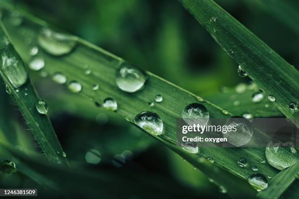 drops on green leaves of fresh spring grass - magnification stock pictures, royalty-free photos & images