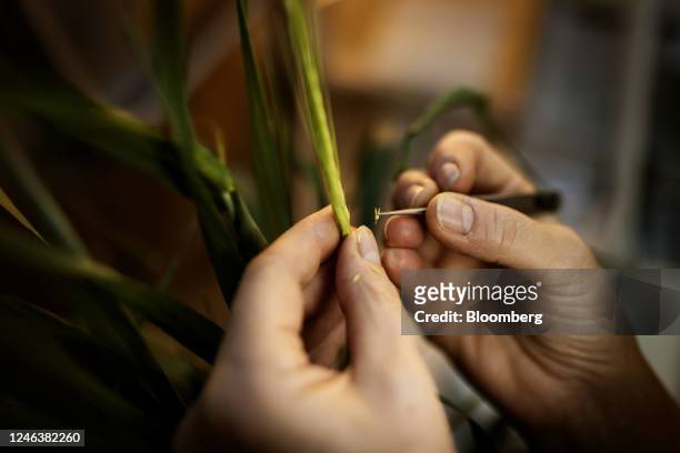 Researcher inspects a crop grown in the Carlsberg A/S research laboratory in Copenhagen, Denmark, on Thursday, Nov. 24, 2022. With the $600 billion...