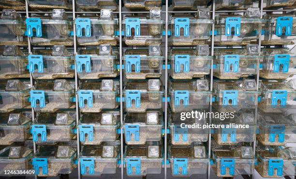Computer Mouse Cage 54 Lab Mouse Cage Stock Photos, High-Res Pictures, and Images - Getty ...