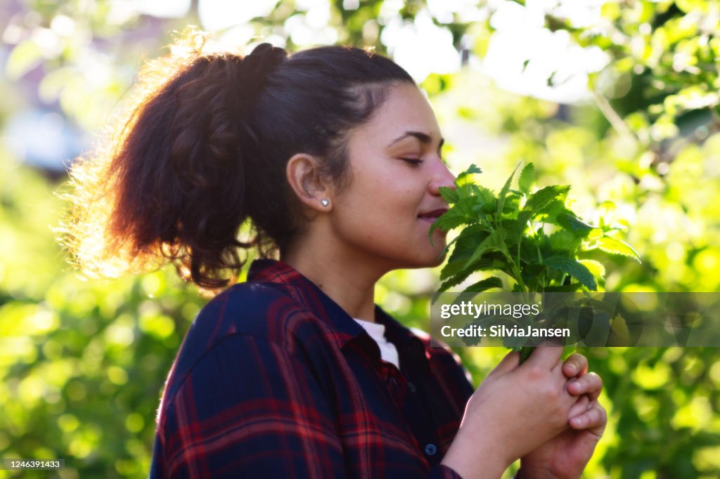 Growing herbs: Young hispanic woman holding a bunch of lemon balm fresh from her herb garden