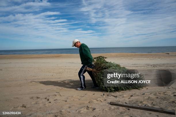 Volunteers with Better Beaches OBX place recycled Christmas trees on dunes to renourish the beach on January 20 in Kitty Hawk, Outer Banks, North...