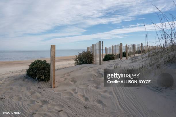 Recycled Christmas trees are placed on dunes to renourish the beach on January 20 in Kitty Hawk, Outer Banks, North Carolina. - Better Beaches OBX...