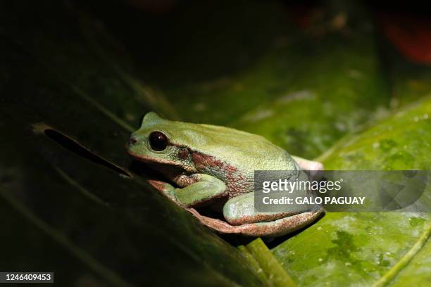 Gastrotheca sp. Frog is seen at the Abra de Zamora national forest in the Loja-Zamora mountain range, Ecuador, on January 19, 2023. The Universidad...