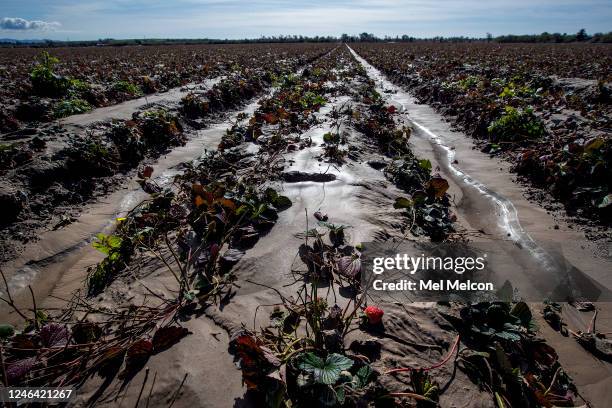 Strawberry fields were damaged beyond repair at Santa Clara Farms in Ventura. A total of 90 acres of strawberries were destroyed there as a result of...