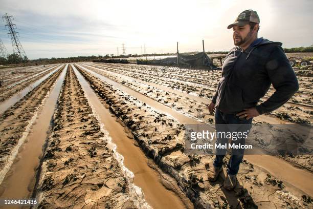Juan Carlos owner of American Berry Farm in Ventura, stands next to some of the 20 acres of strawberries he grows that were destroyed due to flooding...