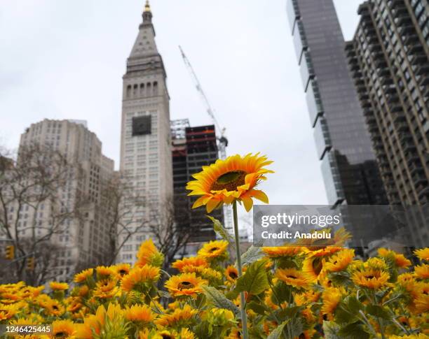 New installation featuring 333 sunflowers is installed at the Flatiron Plaza on 23rd Street between Fifth Avenue and Broadway to celebrate Ukraine's...