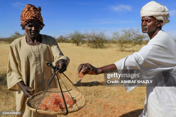 Sudanese men harvest gum arabic sap from an acacia tree, in the state-owned Demokaya research forest some 30km east of El-Obeid, the capital city of...