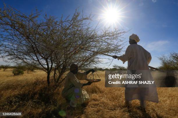 Sudanese men harvest gum arabic sap from an acacia tree, in the state-owned Demokaya research forest some 30km east of El-Obeid, the capital city of...