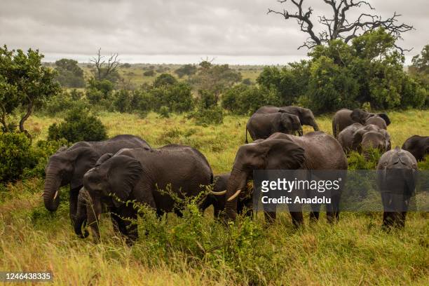Elephants are seen at Kruger National Park as the growing elephant population in the South African region poses a threat to the local ecosystem, in...