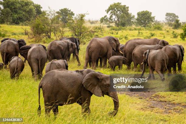 Elephants are seen at Kruger National Park as the growing elephant population in the South African region poses a threat to the local ecosystem, in...