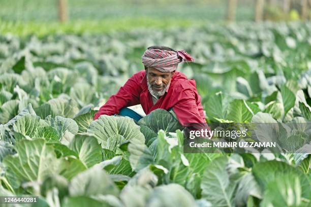 Farmer works in a cabbage field in Karanigonj on the outskirts of Dhaka on January 22, 2023.