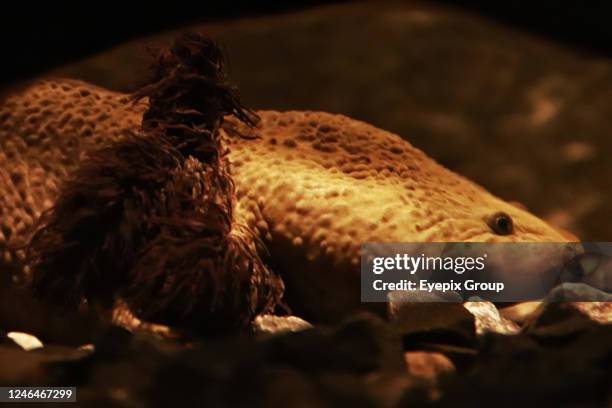 Axolotl species are seen during the official opening of the Axolote museum and amphibian conservation center, inside the Chapultepec zoo. January 21,...