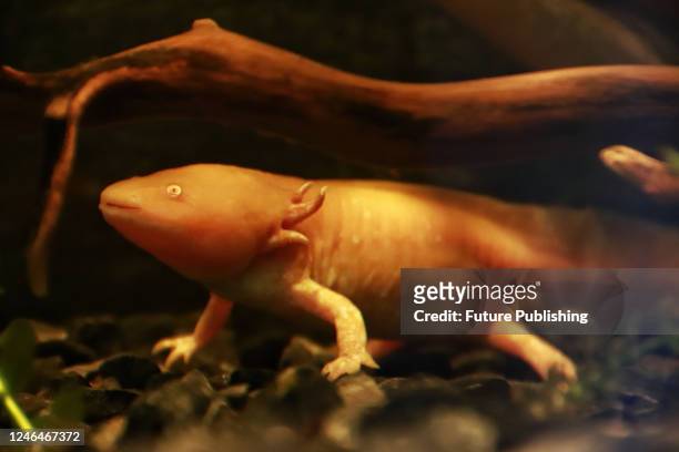 Axolotl species are seen during the official opening of the Axolote museum and amphibian conservation center, inside the Chapultepec zoo. January 21,...