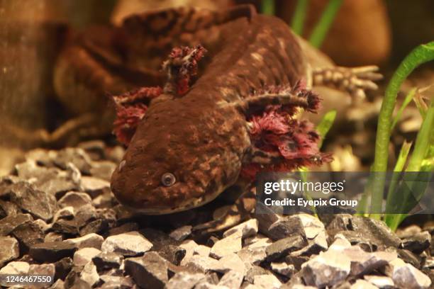 Axolotl species are seen during the official opening of the Axolote museum and amphibian conservation center, inside the Chapultepec zoo. January 21,...