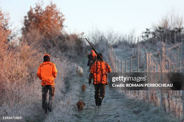 Hunters, members of the Haux village hunting team, walk with dogs during a hunting session in Haux, western France, on January 21, 2023. - The...