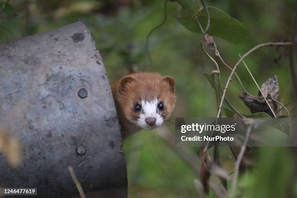 Rare sighting of a Siberian Weasel seen standing in a meadow in Poonch in Jammu and Kashmir on Monday January 23, 2023