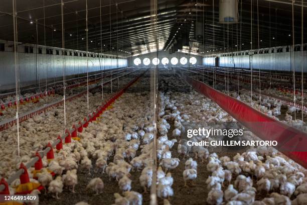 Broilers stand inside a barn at the Frangipani Boerdery farm near Lichtenburg on January 23, 2023. - Due to electricity disruptions an estimated of...