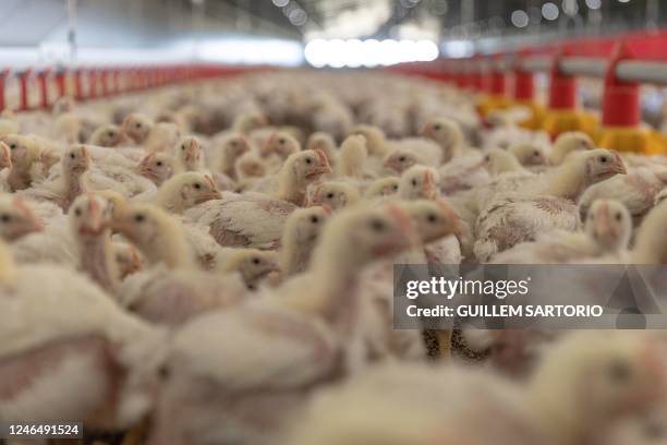 Broilers stand inside a barn at the Frangipani Boerdery farm near Lichtenburg on January 23, 2023. - Due to electricity disruptions an estimated of...
