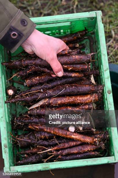 January 2023, Brandenburg, Potsdam: Freshly harvested salsify from a field of the organic vegetable farm Florahof in Bornim are freed from the soil...