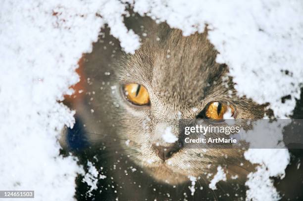 kitten looking through a snowy window - cat window stock pictures, royalty-free photos & images