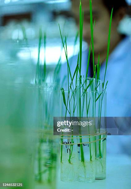 Science Lab Rice 55 Central Experimental Farm Stock Photos, High-Res Pictures, and ...