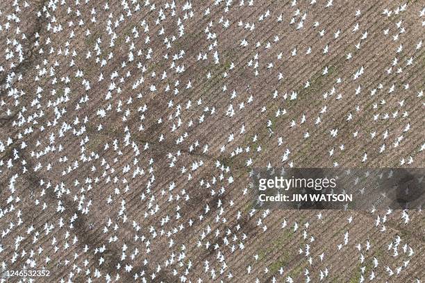 Snow geese take off from a field in Ruthsburg, Maryland, on January 25, 2023. - A new strain of highly pathogenic avian influenza commonly called...