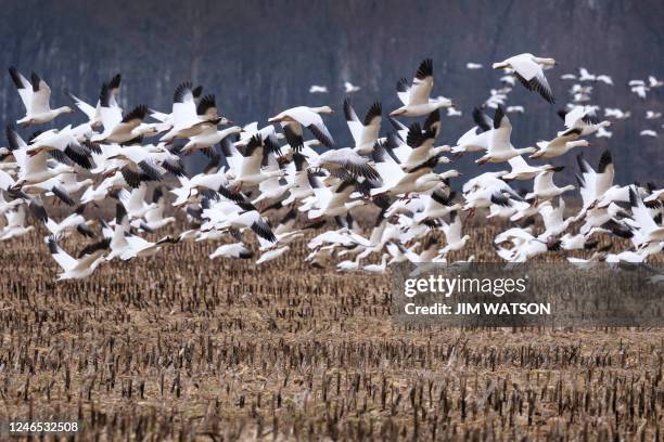 Snow geese take off from a field in Ruthsburg, Maryland, on January 25, 2023. - A new strain of highly pathogenic avian influenza commonly called...