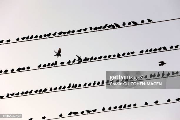 Starlings are perched on power lines, near the southern Israeli city of Beer Sheva, on January 25, 2023.